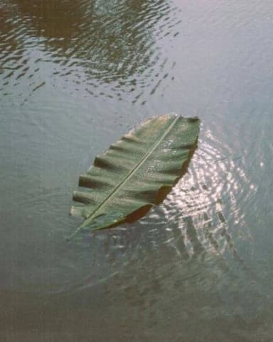 imagem de uma folha de bananeira flutuando sobre a água de uma lagoa